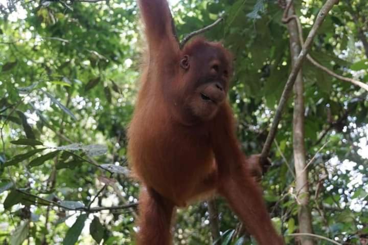 Pongo Guest House & Jungle Trekking Bukit Lawang Exterior foto