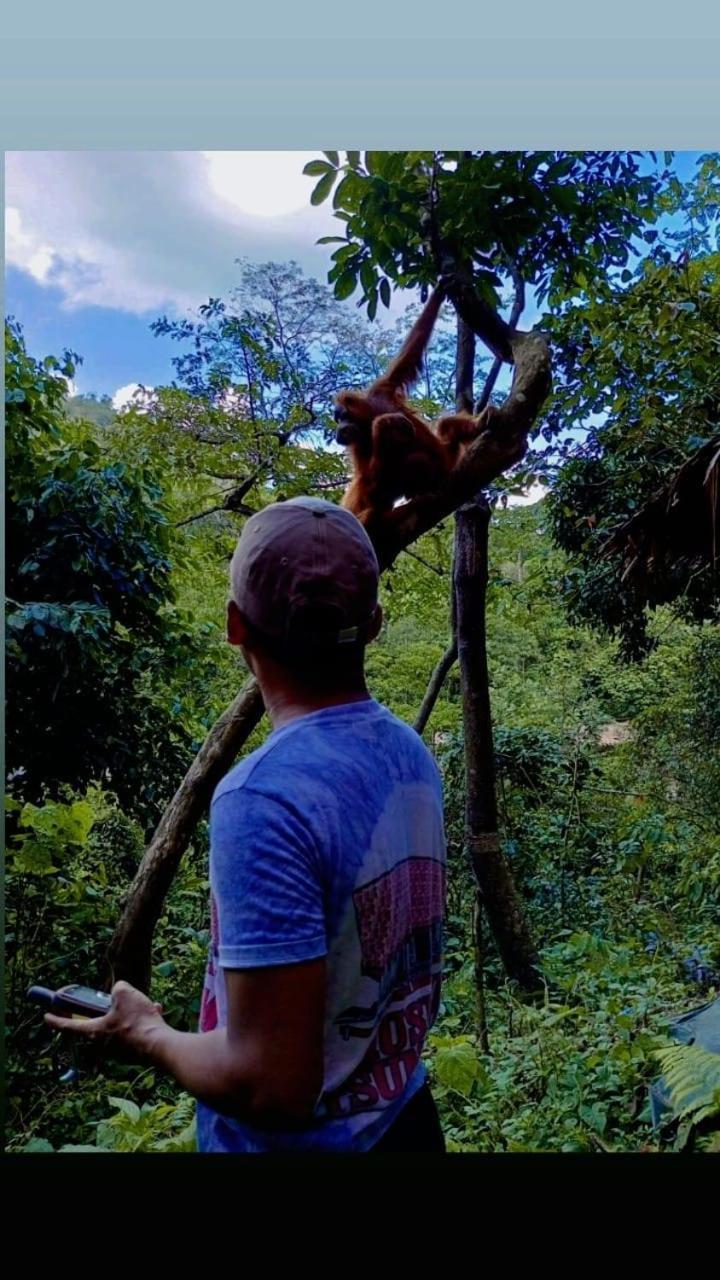 Pongo Guest House & Jungle Trekking Bukit Lawang Exterior foto