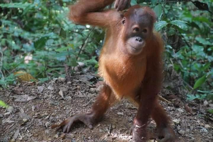 Pongo Guest House & Jungle Trekking Bukit Lawang Exterior foto