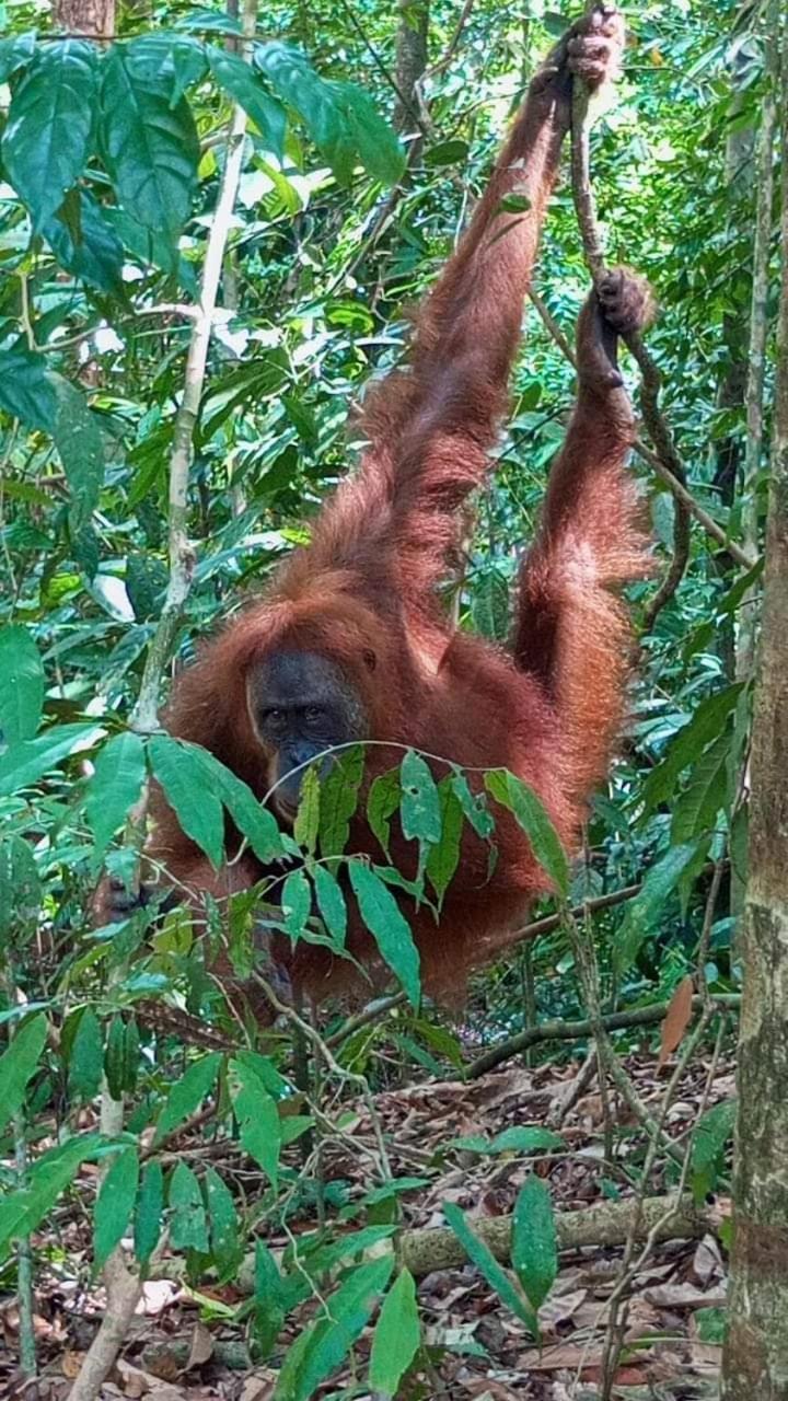 Pongo Guest House & Jungle Trekking Bukit Lawang Exterior foto