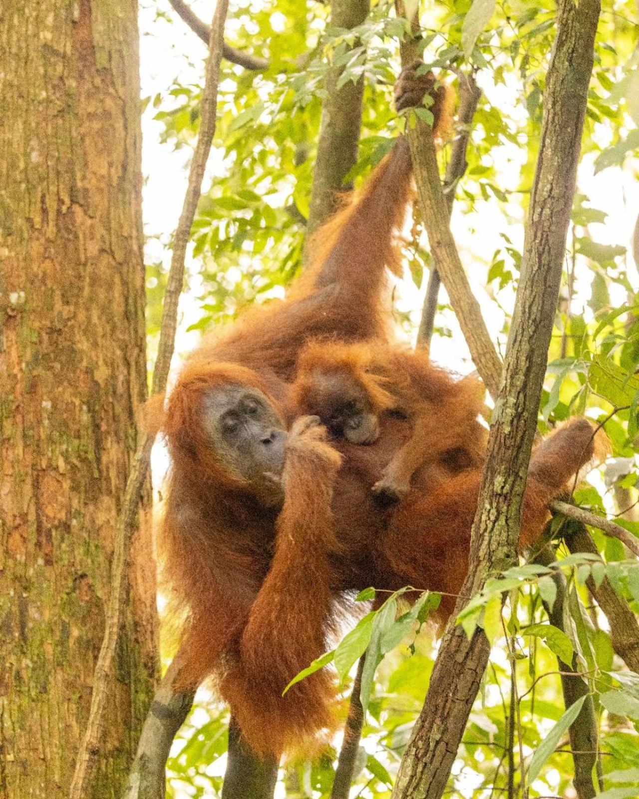 Pongo Guest House & Jungle Trekking Bukit Lawang Exterior foto