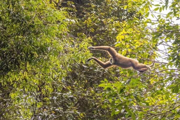 Pongo Guest House & Jungle Trekking Bukit Lawang Exterior foto