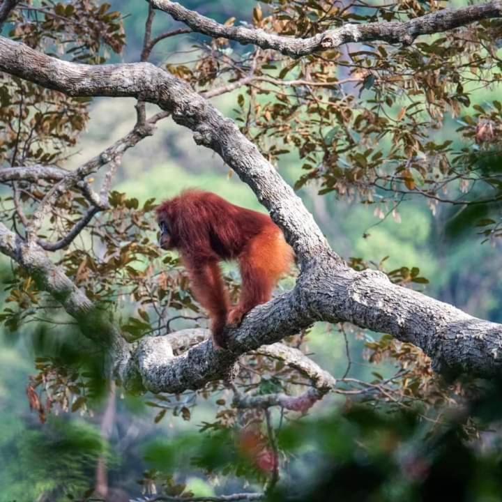 Pongo Guest House & Jungle Trekking Bukit Lawang Exterior foto