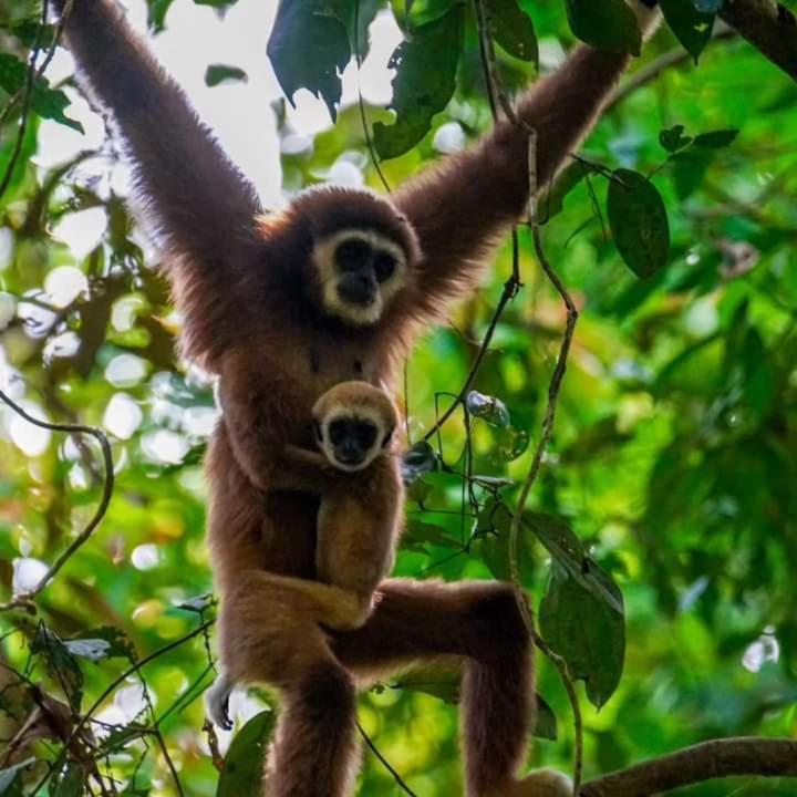 Pongo Guest House & Jungle Trekking Bukit Lawang Exterior foto