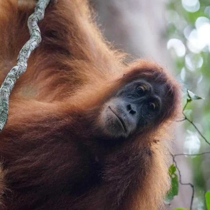Pongo Guest House & Jungle Trekking Bukit Lawang Exterior foto