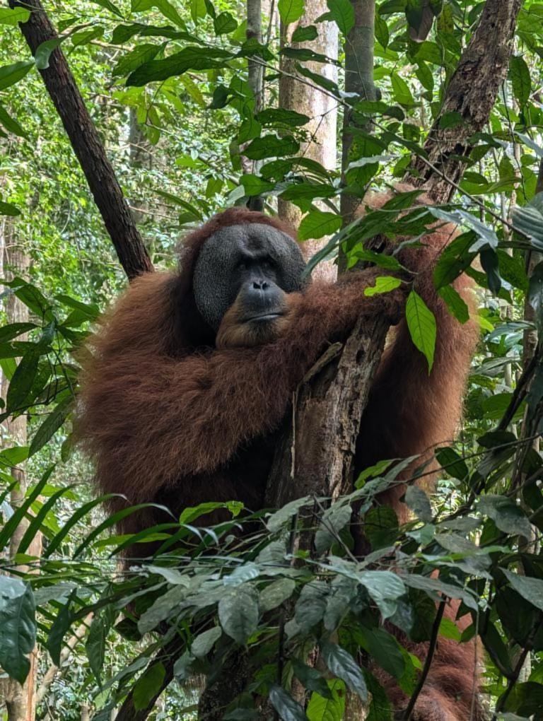 Pongo Guest House & Jungle Trekking Bukit Lawang Exterior foto