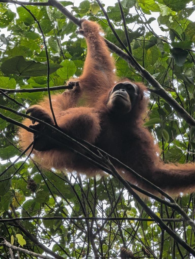 Pongo Guest House & Jungle Trekking Bukit Lawang Exterior foto