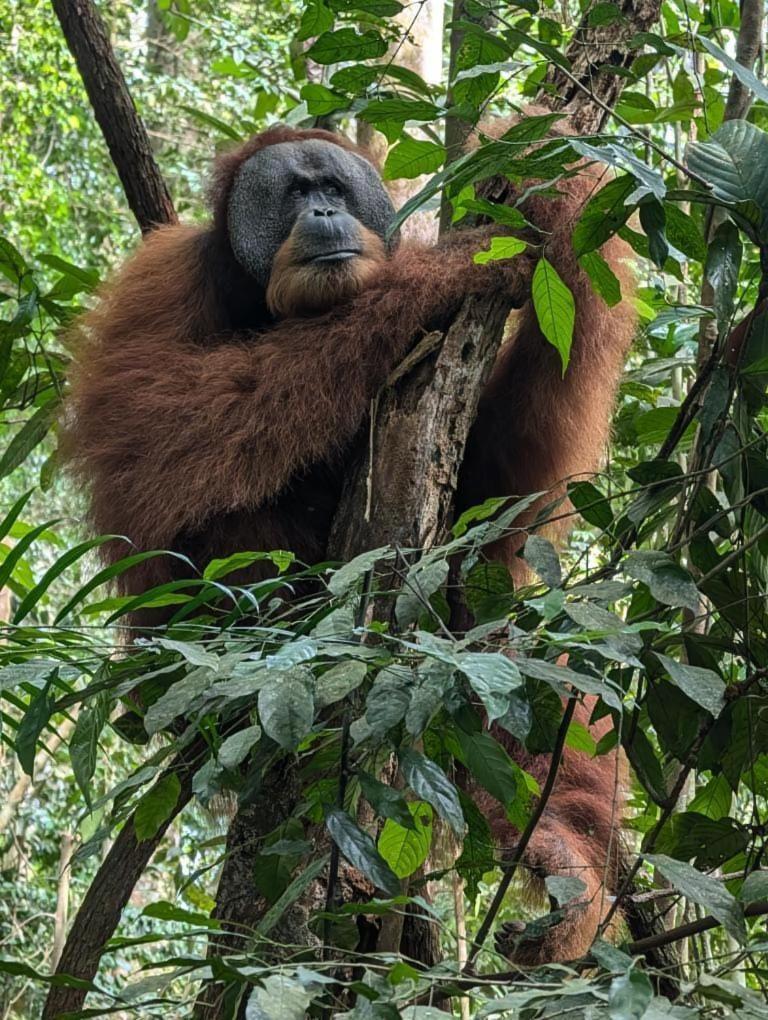 Pongo Guest House & Jungle Trekking Bukit Lawang Exterior foto