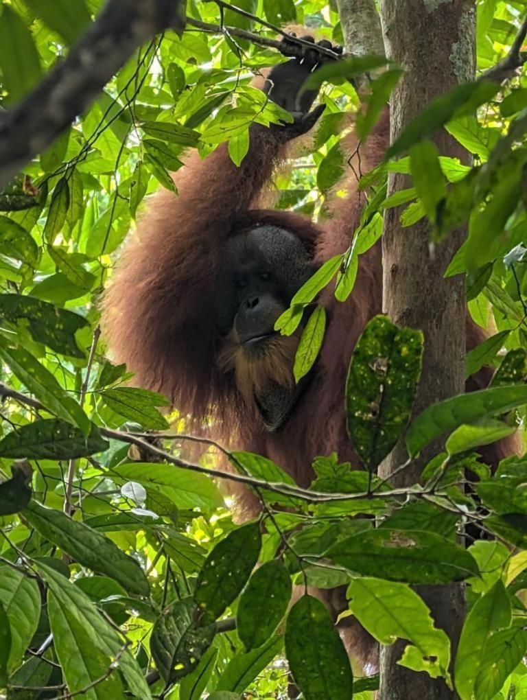 Pongo Guest House & Jungle Trekking Bukit Lawang Exterior foto