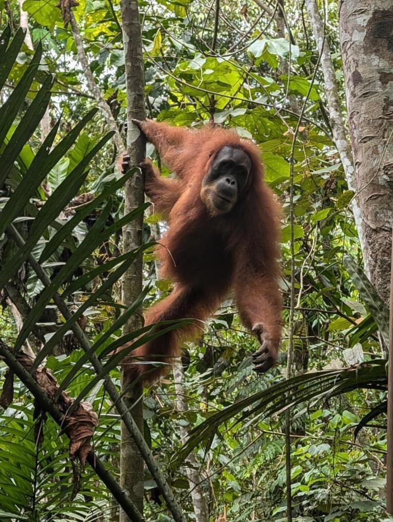 Pongo Guest House & Jungle Trekking Bukit Lawang Exterior foto