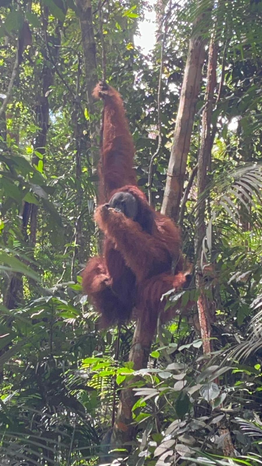 Pongo Guest House & Jungle Trekking Bukit Lawang Exterior foto