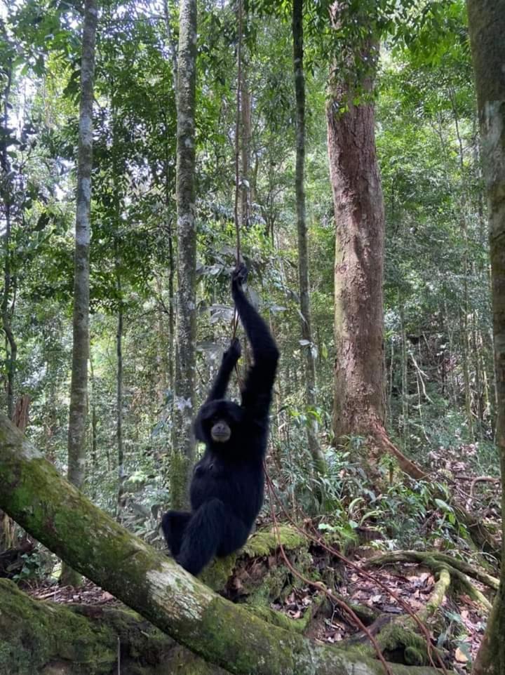Pongo Guest House & Jungle Trekking Bukit Lawang Exterior foto